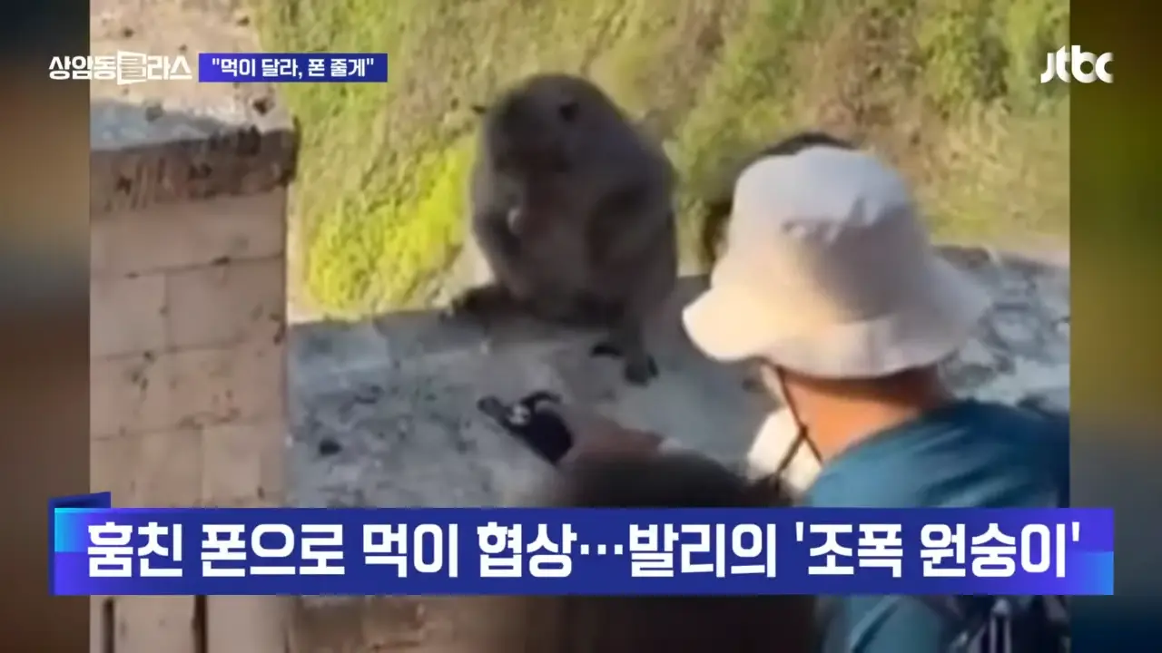훔친 폰으로 먹이 협상…약탈문화 학습한 '조폭 원숭이' #월드클라스 _ JTBC 상암동 클라스 0-19 screenshot.png