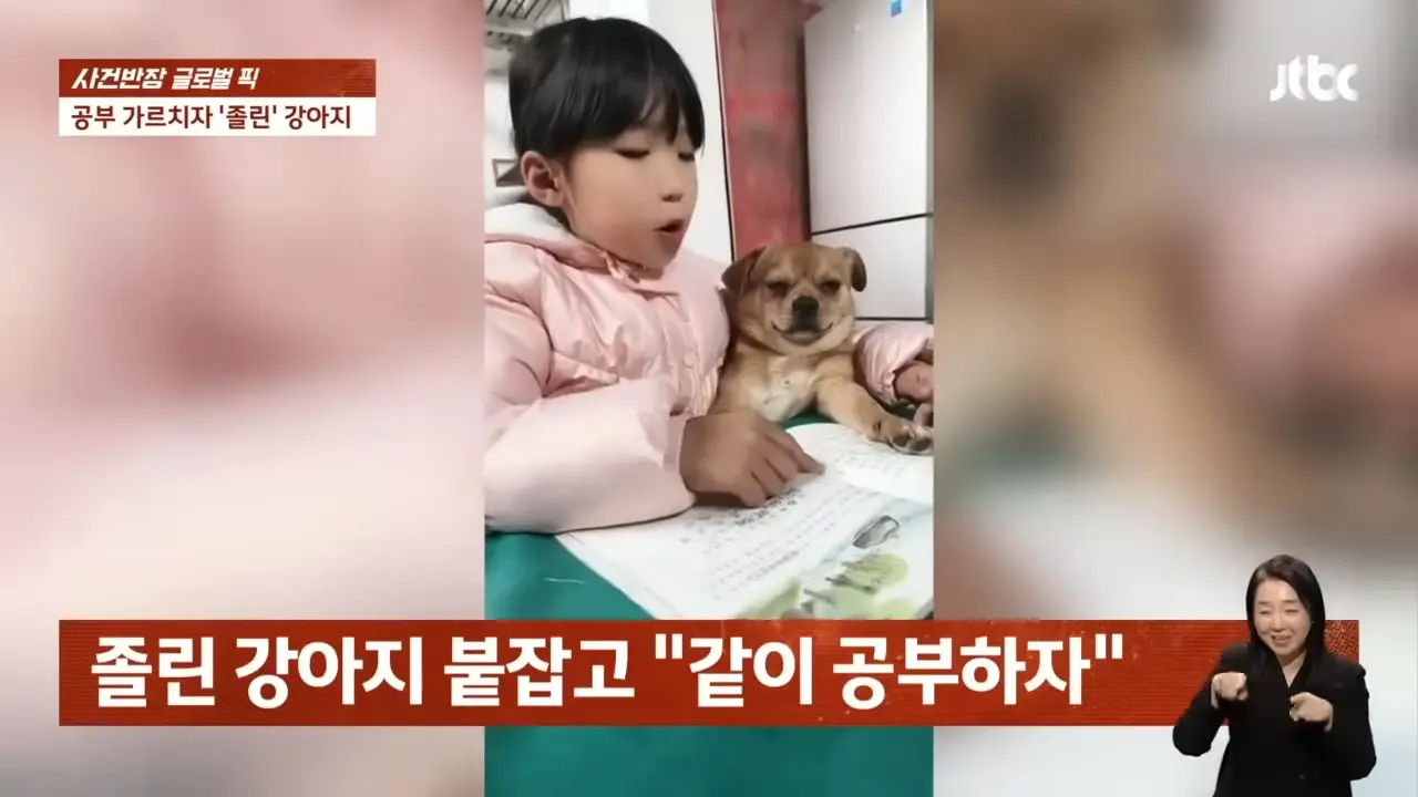 꾸벅 조는 '강아지 학생'과 열띤 '꼬마 선생님'의 단란한 수업 #글로벌픽 _ JTBC 사건반장 0-25 screenshot.png