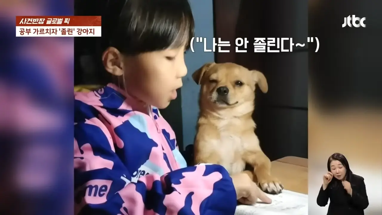 꾸벅 조는 '강아지 학생'과 열띤 '꼬마 선생님'의 단란한 수업 #글로벌픽 _ JTBC 사건반장 0-14 screenshot.png