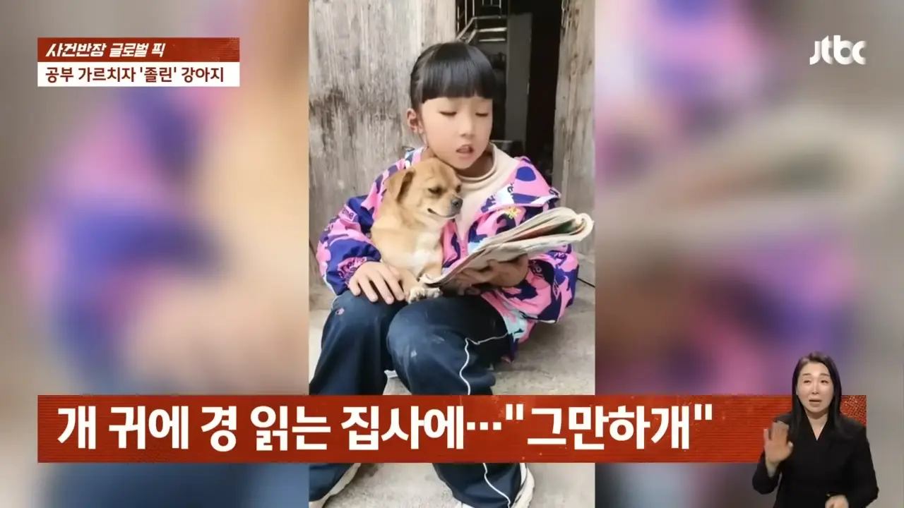 꾸벅 조는 '강아지 학생'과 열띤 '꼬마 선생님'의 단란한 수업 #글로벌픽 _ JTBC 사건반장 0-39 screenshot.png