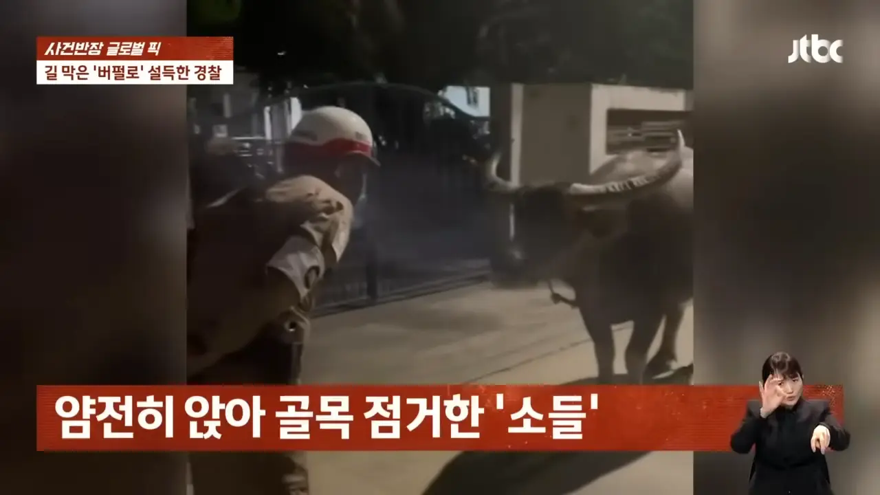 _저쪽으로 가지 않겠니~__ 경찰 말 끝나자 놀라운 일이 _ JTBC 사건반장 0-8 screenshot.png