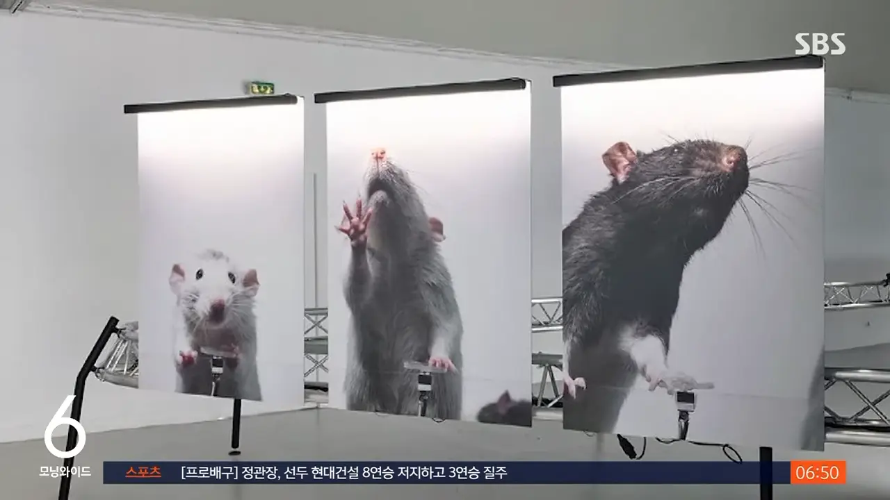 셀카 찍는 훈련 받은 생쥐들…결과는 '중독' 상태_ _ SBS _ 생생지구촌 0-18 screenshot.png