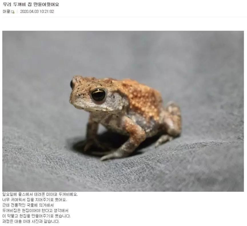 두꺼비한테 새집지어준 디시인 - 유머 채널 000.jpg