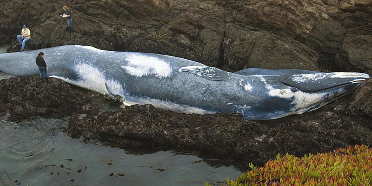 Размер кита